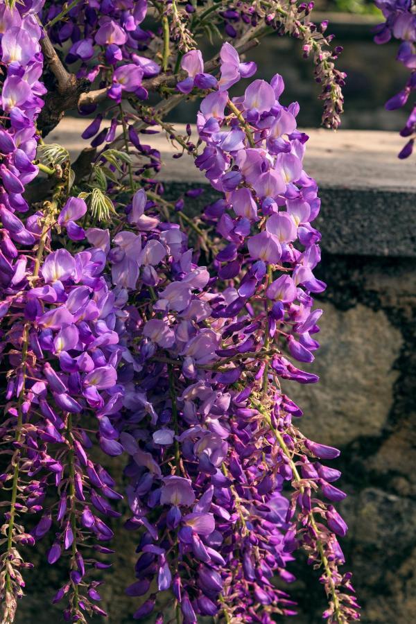 Il Glicine B&B Ristorante Cazzago San Martino Εξωτερικό φωτογραφία